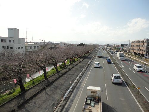 国道一号線（沼川）沿いの桜：開花前の桜景色