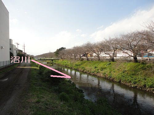 国道一号線（沼川）沿いの桜開花前の様子と沼川