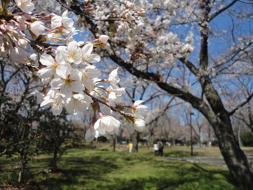 広見公園の園内の桜風景