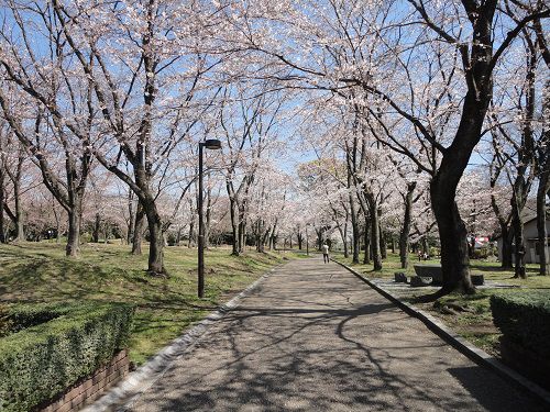 広見公園の桜：見頃前の園内桜風景