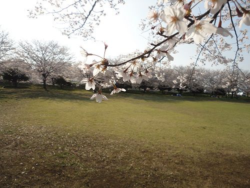 広見公園の桜：園内広場周りの桜並木