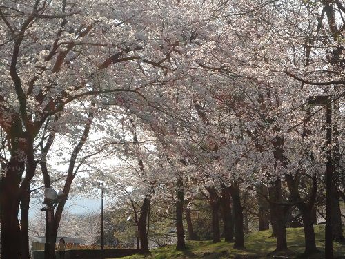 広見公園の桜：満開時期（見頃時期の）園内桜景色