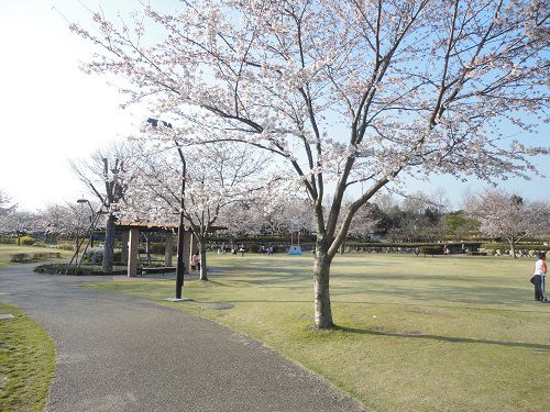 富士西公園の桜