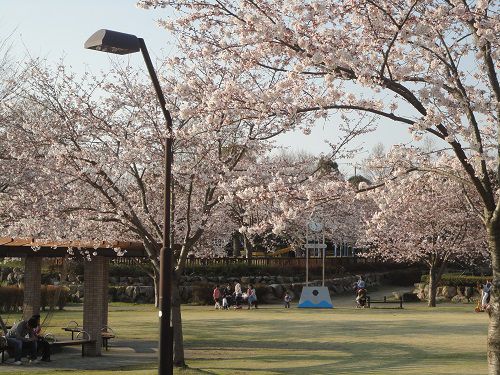 富士西公園での園内の桜景色