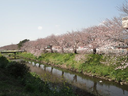 国道一号線（沼川）沿いの桜：咲き始めた頃の桜景色と沼川の様子