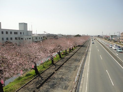 国道一号線（沼川）沿いの桜：咲き始めた頃の桜並木の様子