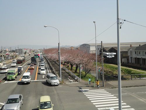 国道一号線（沼川）沿いの桜：咲き始めた頃の桜並木を東方向を向いて眺めています。