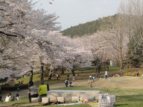 岩本山公園の桜：芝生大広場にて見頃を迎えていた桜の花々です。