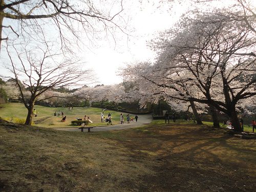岩本山公園の桜：芝生大広場の桜を北側から眺めた様子です。