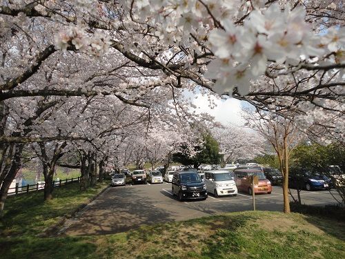 岩本山公園の桜：駐車場にて見頃を迎えていた桜の花々です。