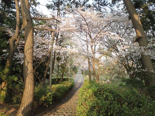 富士と港の見える公園の桜