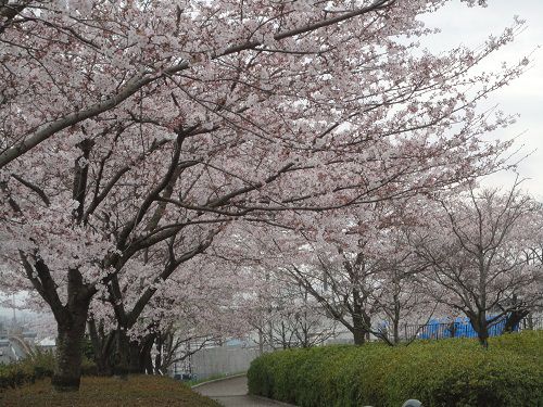 広見公園の桜時期の様子