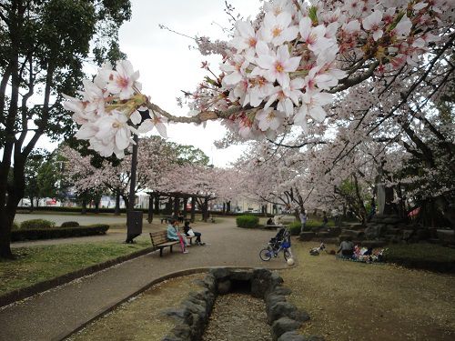 米之宮公園の桜