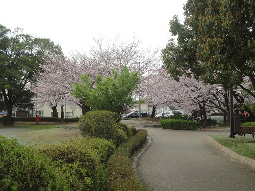 米之宮公園の遠方に見える桜