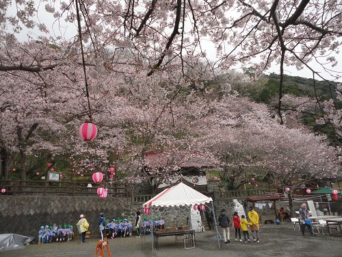 御殿山の桜会場には大勢の人たちが訪れていました。