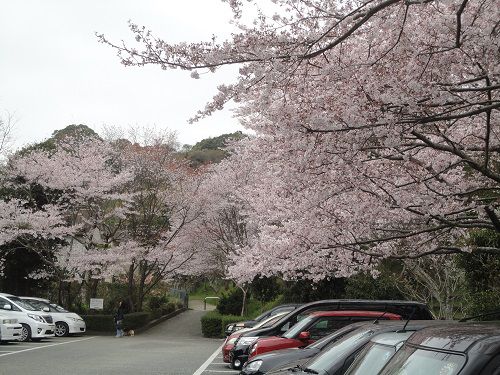 清水船越堤公園の桜：園内駐車場にて咲き誇ていた桜の花々