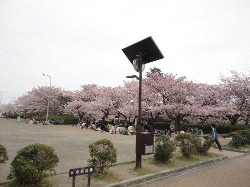 清水船越堤公園の桜：広場での桜景色と花見客の様子