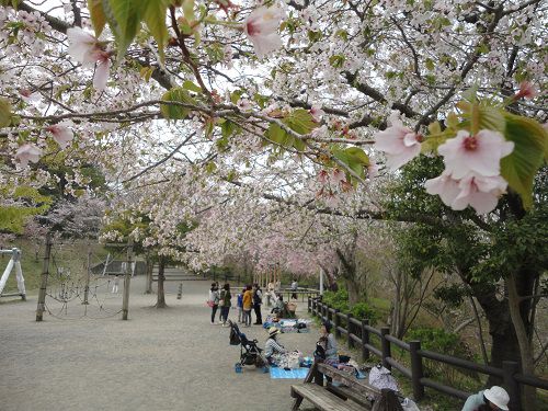 清水船越堤公園の桜：和やかな活気に包まれていた園内桜風景