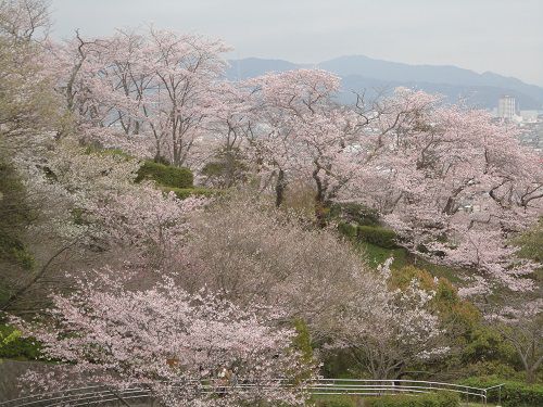 清水船越堤公園の桜