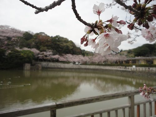 清水船越堤公園の桜：池周りの桜景色