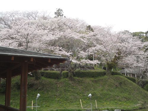 清水船越堤公園の桜：見頃を迎えていた桜景色