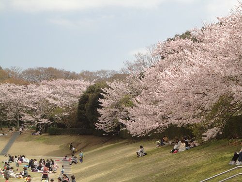 静岡県立大学隣り（芝生広場）の桜