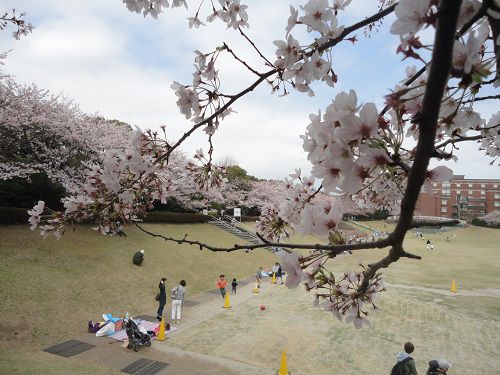 静岡県立大学隣り（芝生広場）の桜：花見客がたくさんいた芝生広場と桜景色