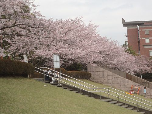 静岡県立大学隣り（芝生広場）の桜：見頃を迎えていた桜景色