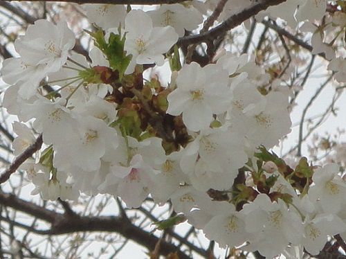 静岡県立大学隣り（芝生広場）の桜の花を近寄って眺めた様子