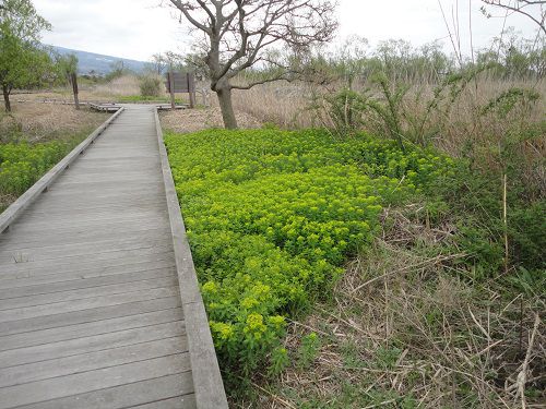 浮島ヶ原自然公園の木道（４月）