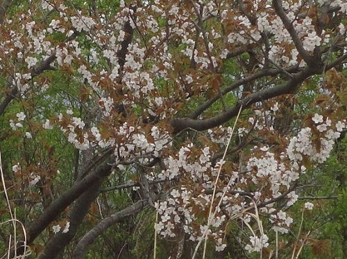 浮島ヶ原自然公園の桜（ズーム）