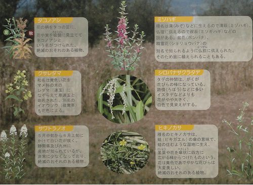 浮島ヶ原自然公園での案内看板（紹介されている植物の数々）
