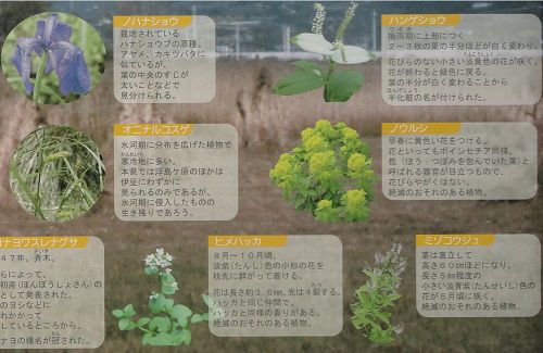 浮島ヶ原自然公園での案内看板で紹介している植物の数々