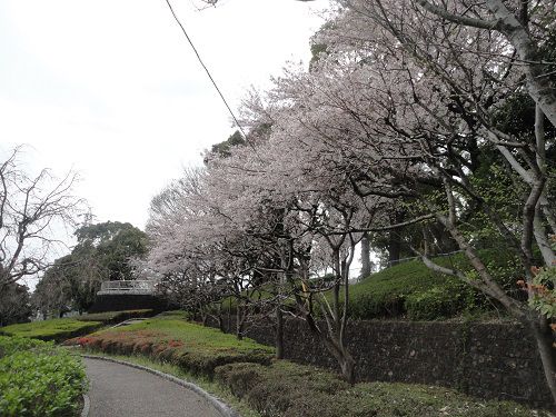 原田公園の遊歩道沿いの桜