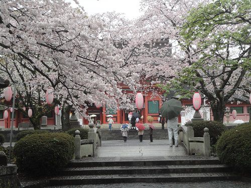 富士山本宮浅間大社の桜の花々（富士宮のお浅間さん）