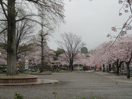 桜時期の境内（神田川ふれあい広場）の様子