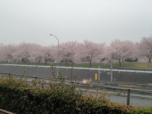 広見公園の桜：雨時の園内桜風景