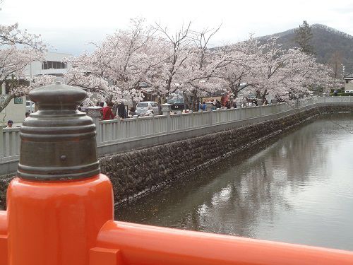 桜：橋からの桜景色