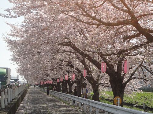 国道一号線（沼川）沿いの桜：こちらも見頃を迎えていた桜並木そして桜提灯