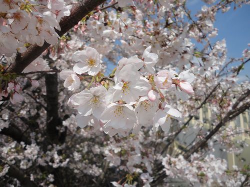国道一号線（沼川）沿いの桜：見頃時期の桜を近寄って眺めた様子