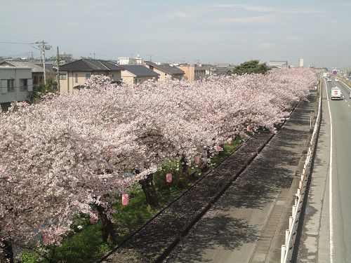 国道一号線（沼川）沿いの桜：満開の桜並木