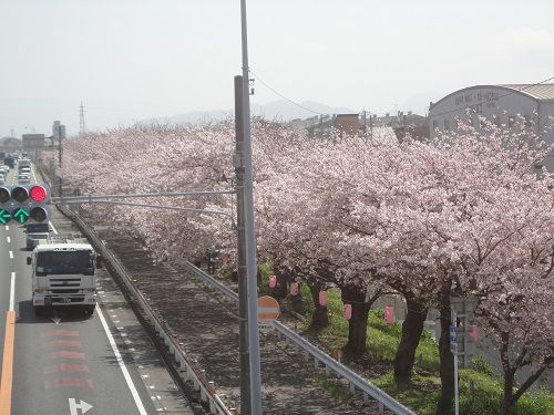 国道一号線（沼川）沿いの桜：満開の桜並木を東方向を向いて眺めています。