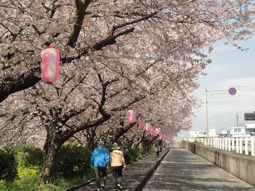 国道一号線（沼川）沿い桜