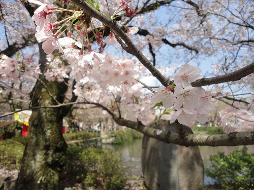 三嶋大社の桜を近くで眺めた様子