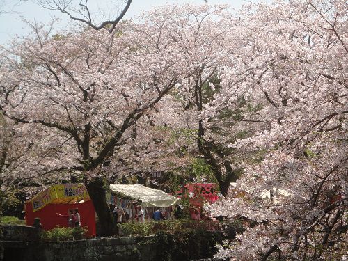 三嶋大社の境内の桜景色