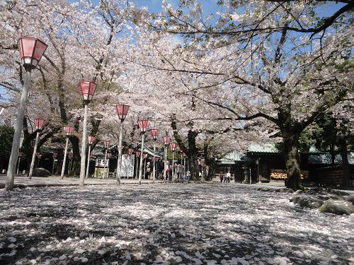 三嶋大社の桜：散った桜と桜並木の競演景色