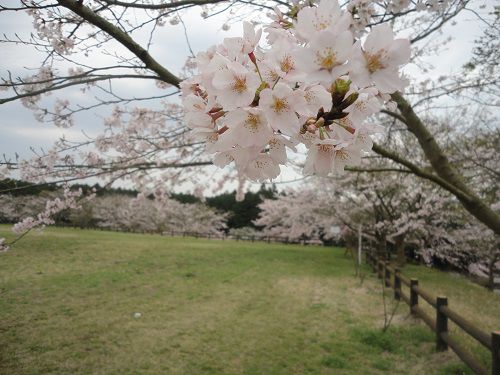 大渕公園の桜