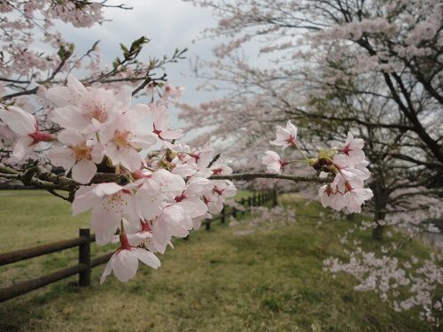 大渕公園の園内の桜時期の風景