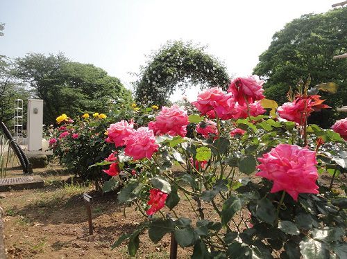 岩本山公園の薔薇（バラ）