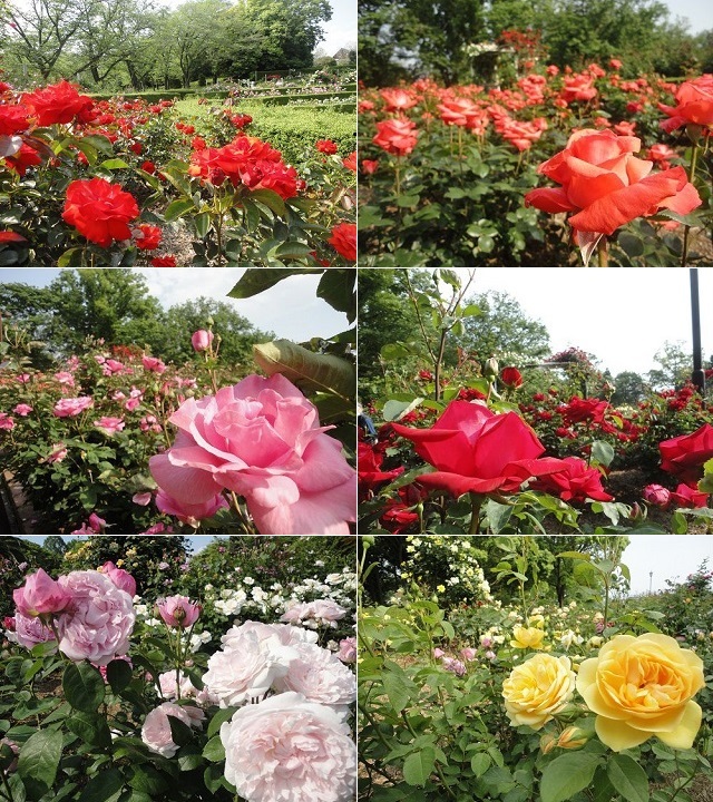 広見公園のバラ園：黄色、赤色、オレンジ、ピンク、白色のバラの花々